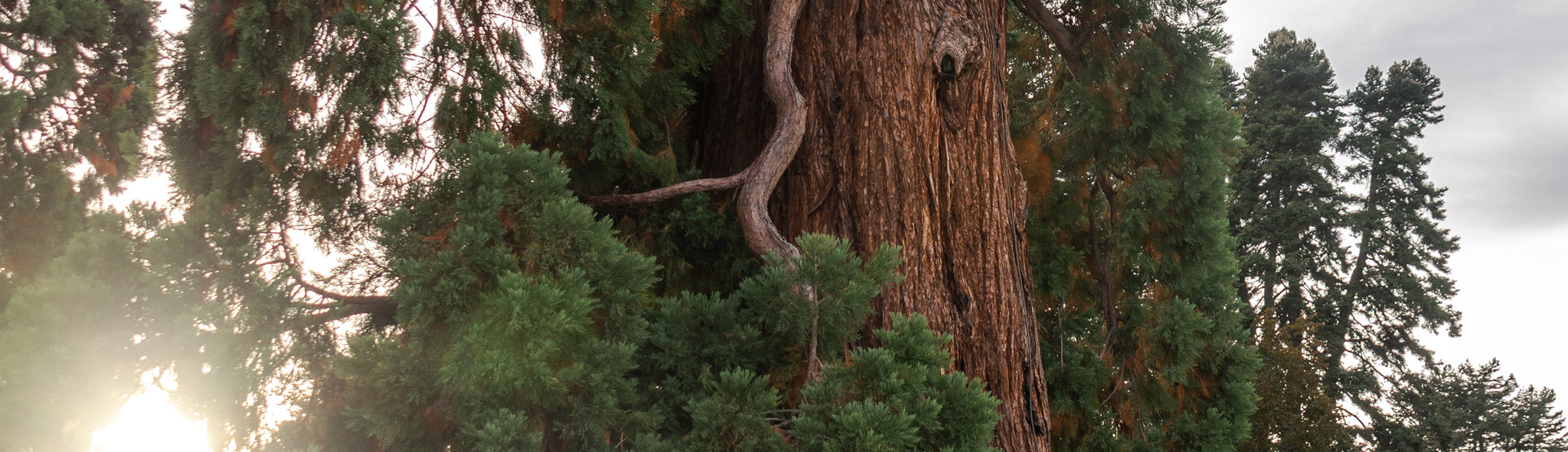 About-page-(SegoviaMD)